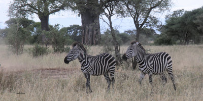 Zebra, Tarangire NP