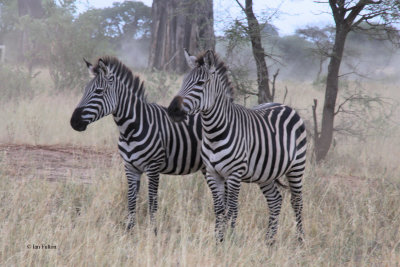 Zebra, Tarangire NP