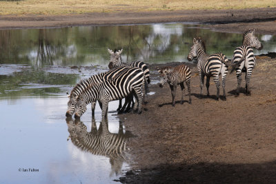 Zebra, Tarangire NP