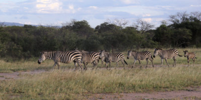 Zebra, Tarangire NP