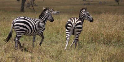 Zebra, Serengeti NP