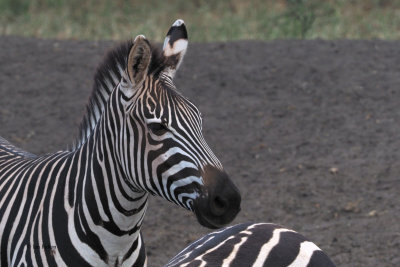 Zebra (Boehm's Common Zebra)