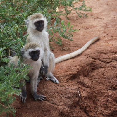 Vervet Monkey, Tarangire NP