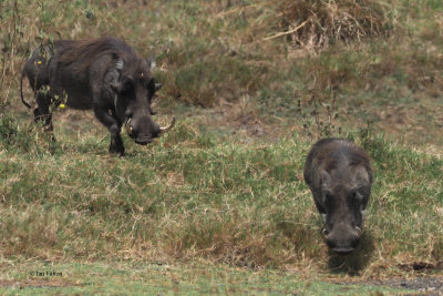 Warthog, Arusha NP