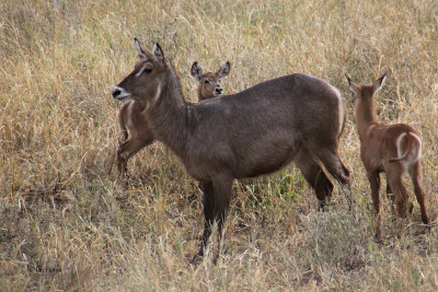 Waterbuck (Defassa Waterbuck), Arusha NP