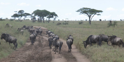 Migration Herds, Serengeti NP