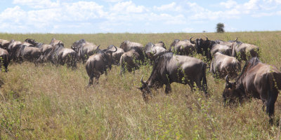 Migration Herds, Serengeti NP