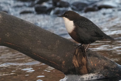 Dipper, Burn of Mar, Clyde