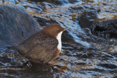 Dipper, Burn of Mar, Clyde