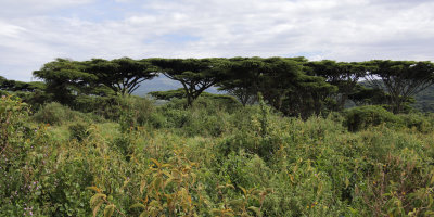 Acacia trees on the crater rim