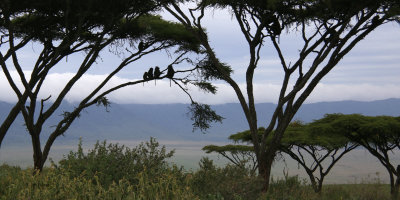 Acacia trees and Olive Baboons on the crater rim