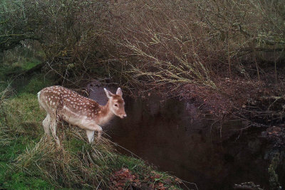 Fallow Deer, Loch Lomond NNR