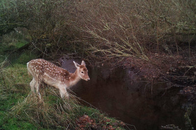 Fallow Deer, Loch Lomond NNR