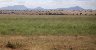 Tarangire grasslands