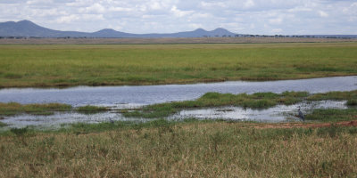 Tarangire marsh lands