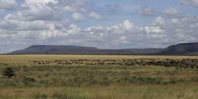 Serengeti migration herds