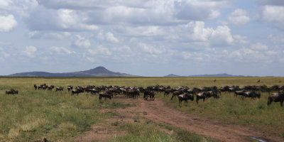 Serengeti migration herds