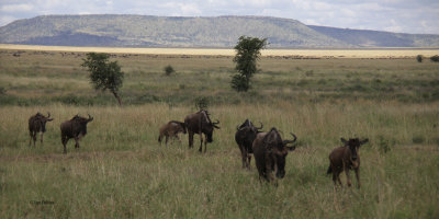 Serengeti migration herds
