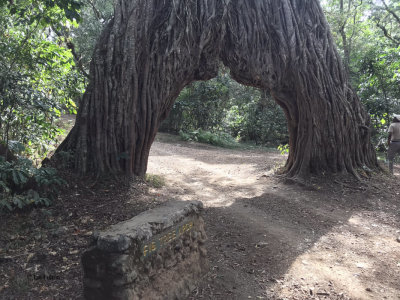 Fig tree arch, Arusha NP
