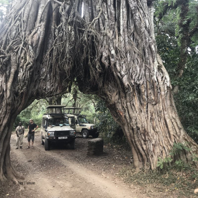 Fig tree arch, Arusha NP