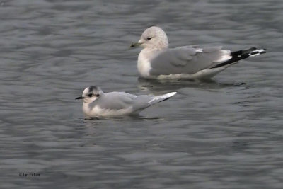 Little Gull, Cardwell Bay-Gourock, Clyde