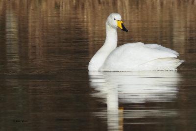 Whooper Swan, RSPB Baron's Haugh, Clyde