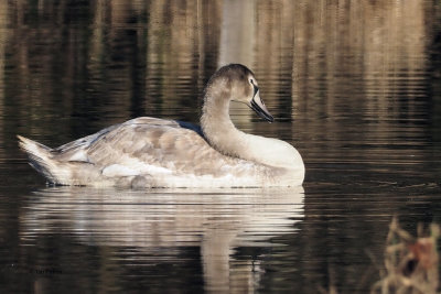 Whooper Swan, RSPB Baron's Haugh, Clyde