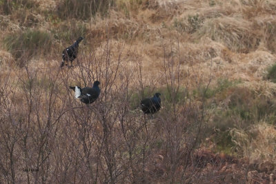 Black Grouse, Kilpatrick Hills, Clyde