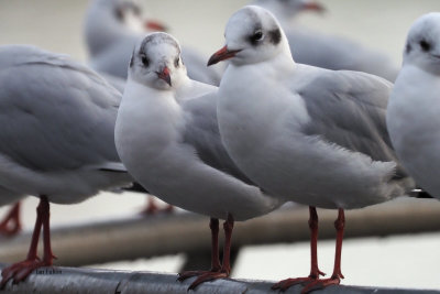 Black-headed Gulls, Hogganfield Loch, Glasgow