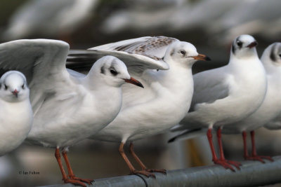 Black-headed Gulls, Hogganfield Loch, Glasgow