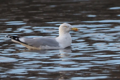 Herring Gull, Richmond Park, Glasgow