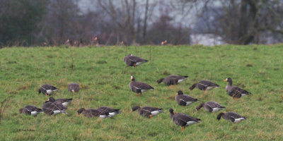 Greenland White-fronted Geese, near Gartocharn, Clyde