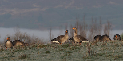 Greylag Geese, near Gartocharn, Clyde