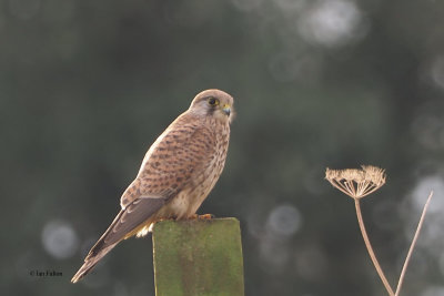 Kestrel, Brookhouse, S Yorkshire
