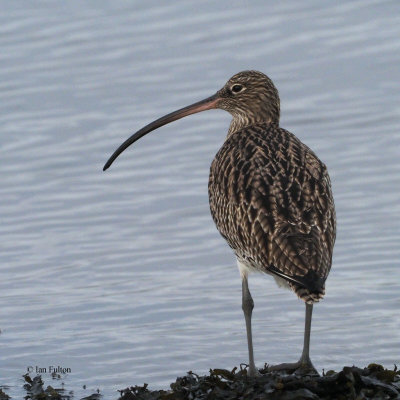 Curlew, Cardwell Bay-Gourock, Clyde