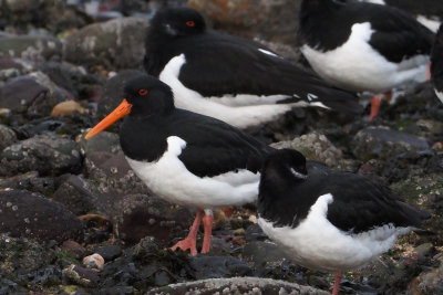 Oystercatcher, Battery Park-Greenock, Clyde