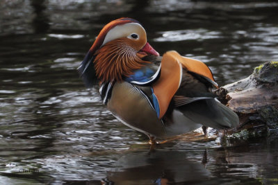 Mandarin Duck, River Leven at Balloch, Clyde