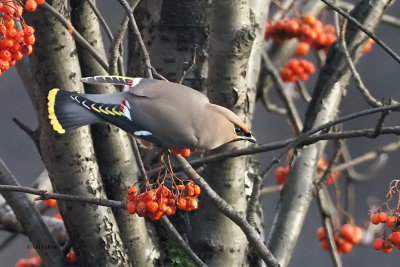 Waxwing, London Road, Glasgow