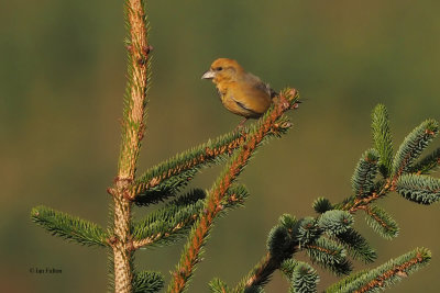 Common Crossbill, Burncrooks Reservoir, Clyde