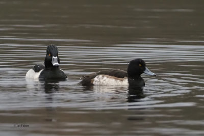 Ring-necked & Tufted Duck, Mugdock Loch, Clyde