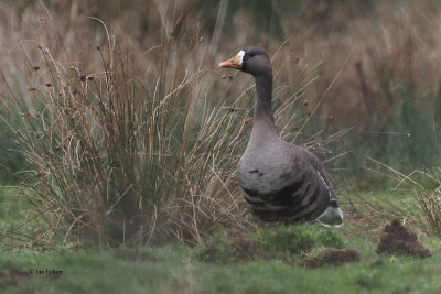 Greenland White-fronted Goose,Burn of Mar, Clyde