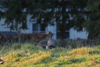 Greenland White-fronted Goose,Cattermuir Lodge, Clyde