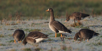 Greenland White-fronted Goose, near Gartocharn, Clyde