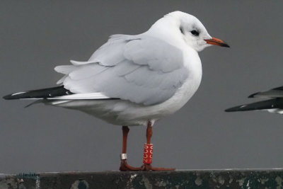Black-headed Gull, Strathclyde Loch, Clyde