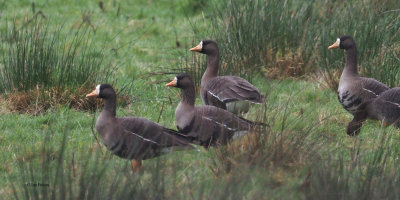 Greenland White-fronted Geese, near Gartocharn, Clyde