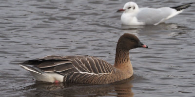 Pink-footed Goose, Strathclyde Loch, Clyde