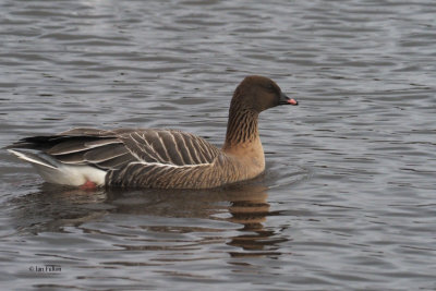 Pink-footed Goose, Strathclyde Loch, Clyde