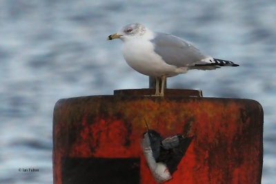 Ring-billed Gull, Strathclyde Loch, Clyde