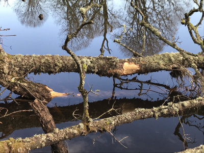 Beaver signs, Endrick Water, Loch Lomond NNR