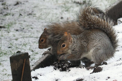 Grey Squirrels, Baillieston, Glasgow